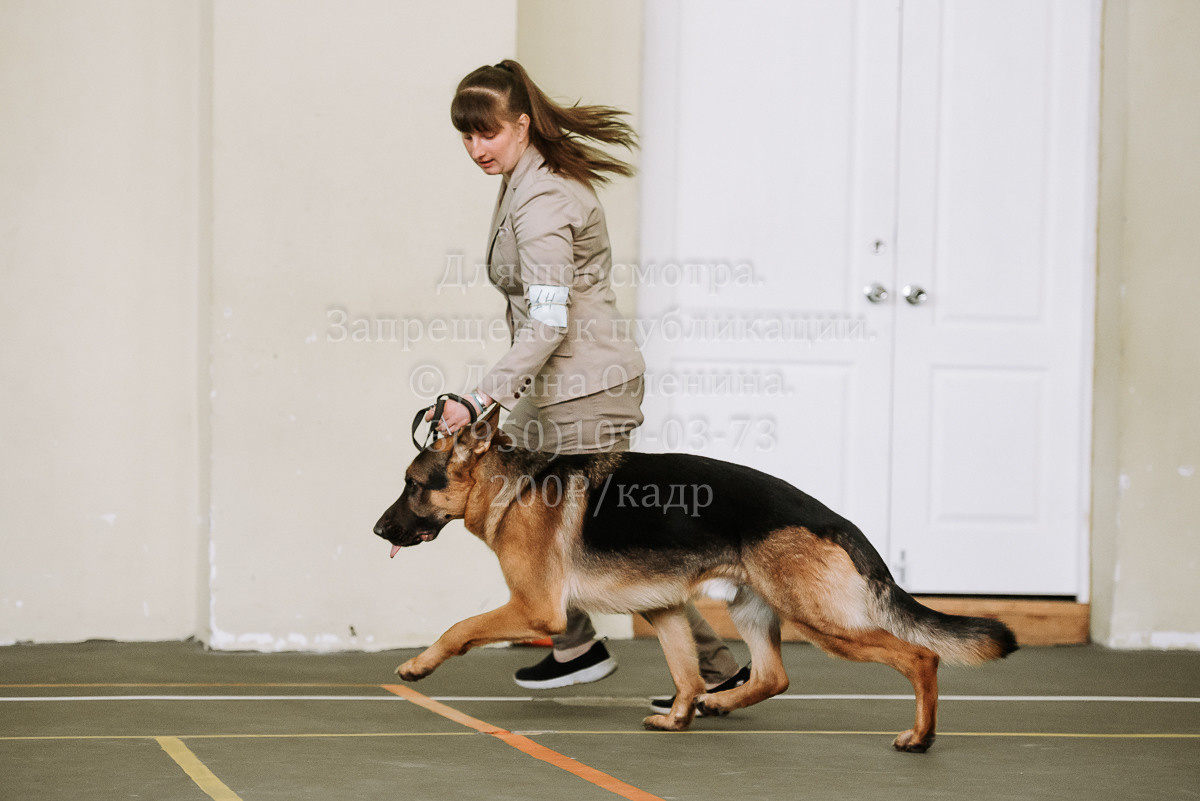 26.03.2022 Выставка собак г. Братск Континенталь. Фотограф Диана Оленина Красноярск / Братск