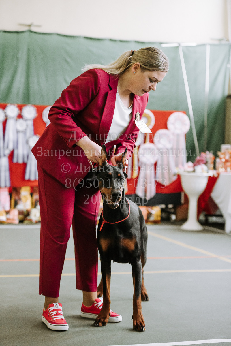 26.03.2022 Выставка собак г. Братск Континенталь. Фотограф Диана Оленина Красноярск / Братск