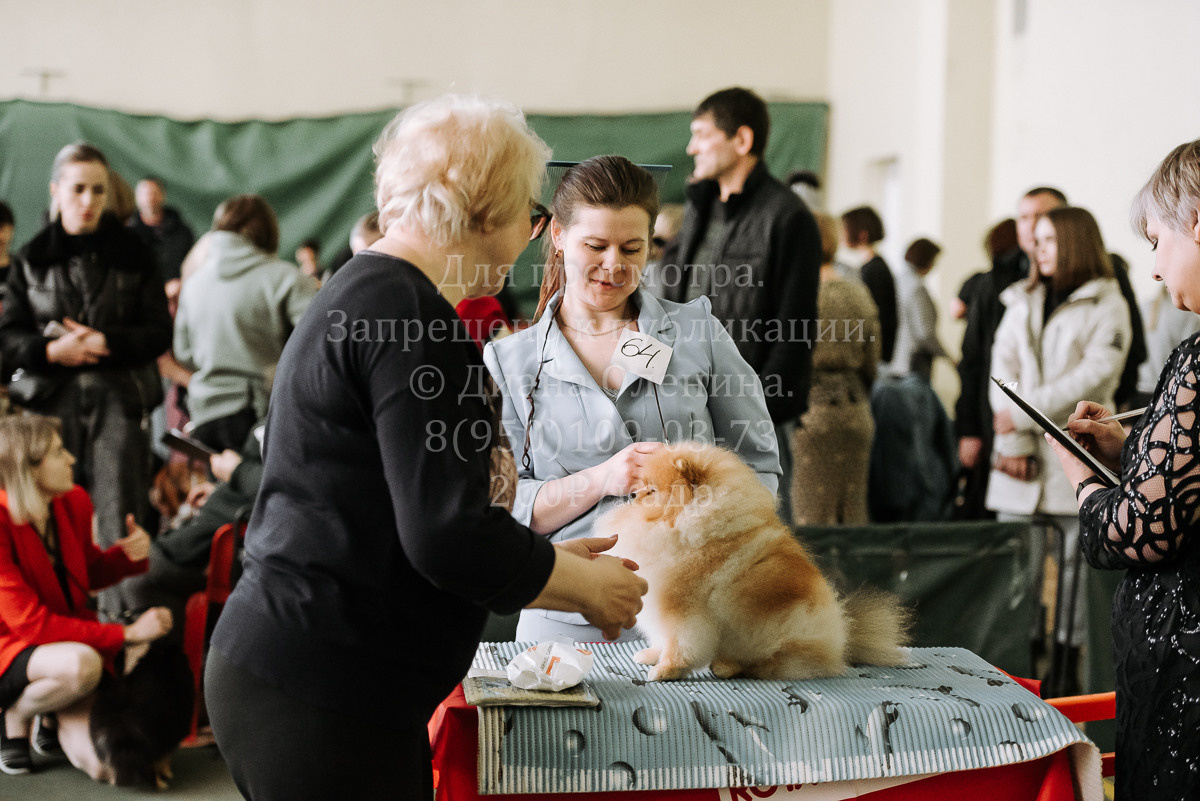 26.03.2022 Выставка собак г. Братск Континенталь. Фотограф Диана Оленина Красноярск / Братск