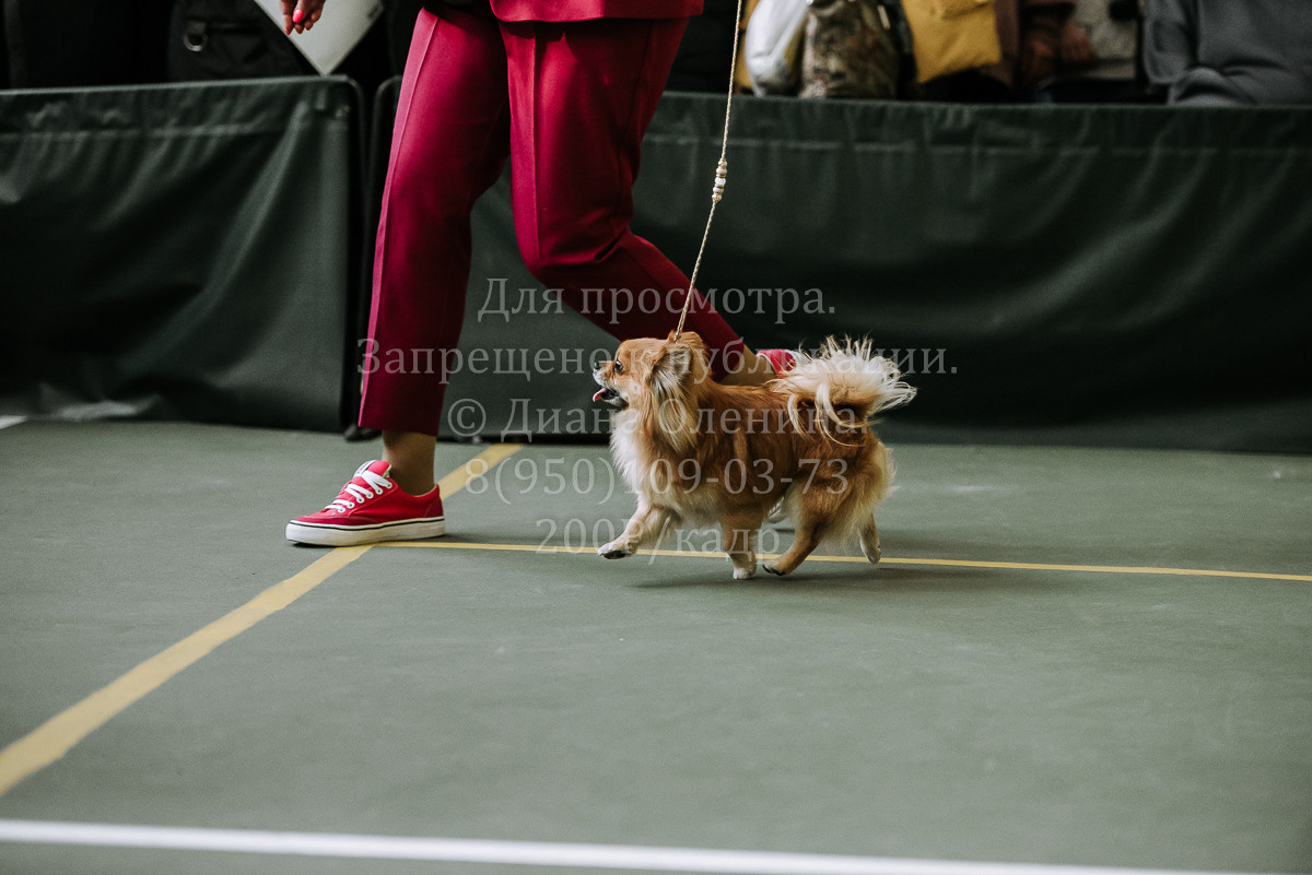 26.03.2022 Выставка собак г. Братск Континенталь. Фотограф Диана Оленина Красноярск / Братск