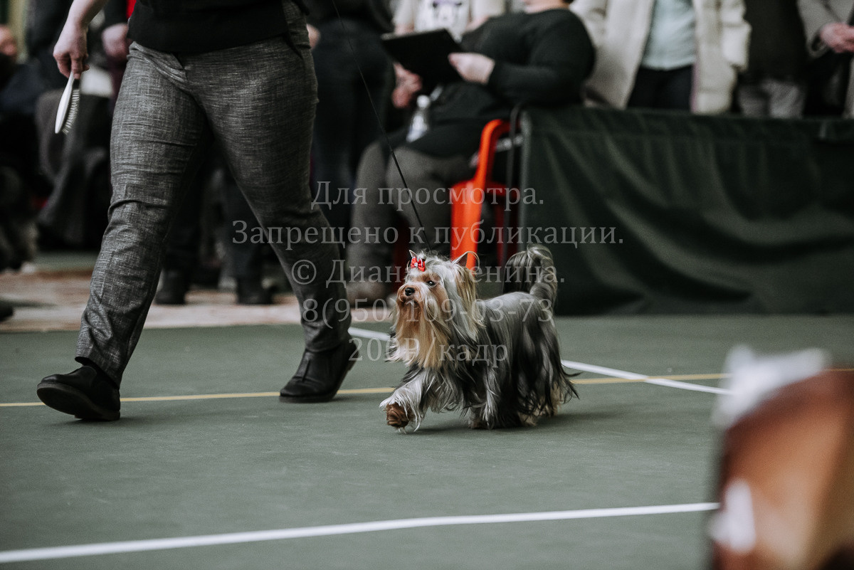 26.03.2022 Выставка собак г. Братск Континенталь. Фотограф Диана Оленина Красноярск / Братск