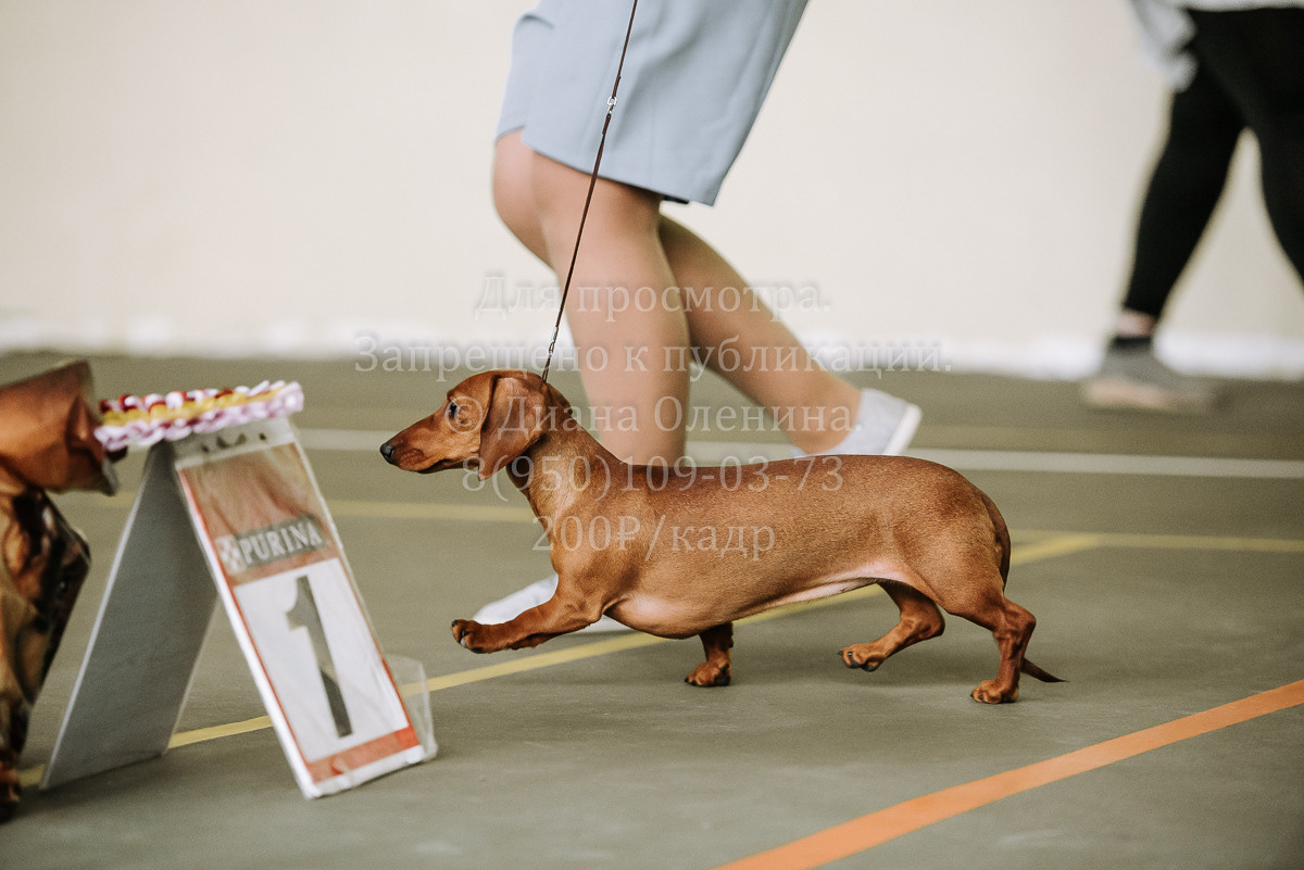 26.03.2022 Выставка собак г. Братск Континенталь. Фотограф Диана Оленина Красноярск / Братск