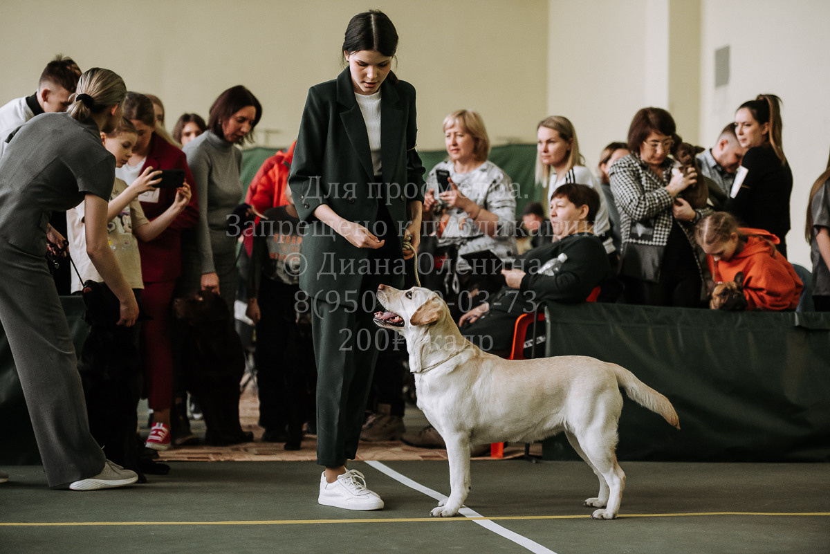 26.03.2022 Выставка собак г. Братск Континенталь. Фотограф Диана Оленина Красноярск / Братск