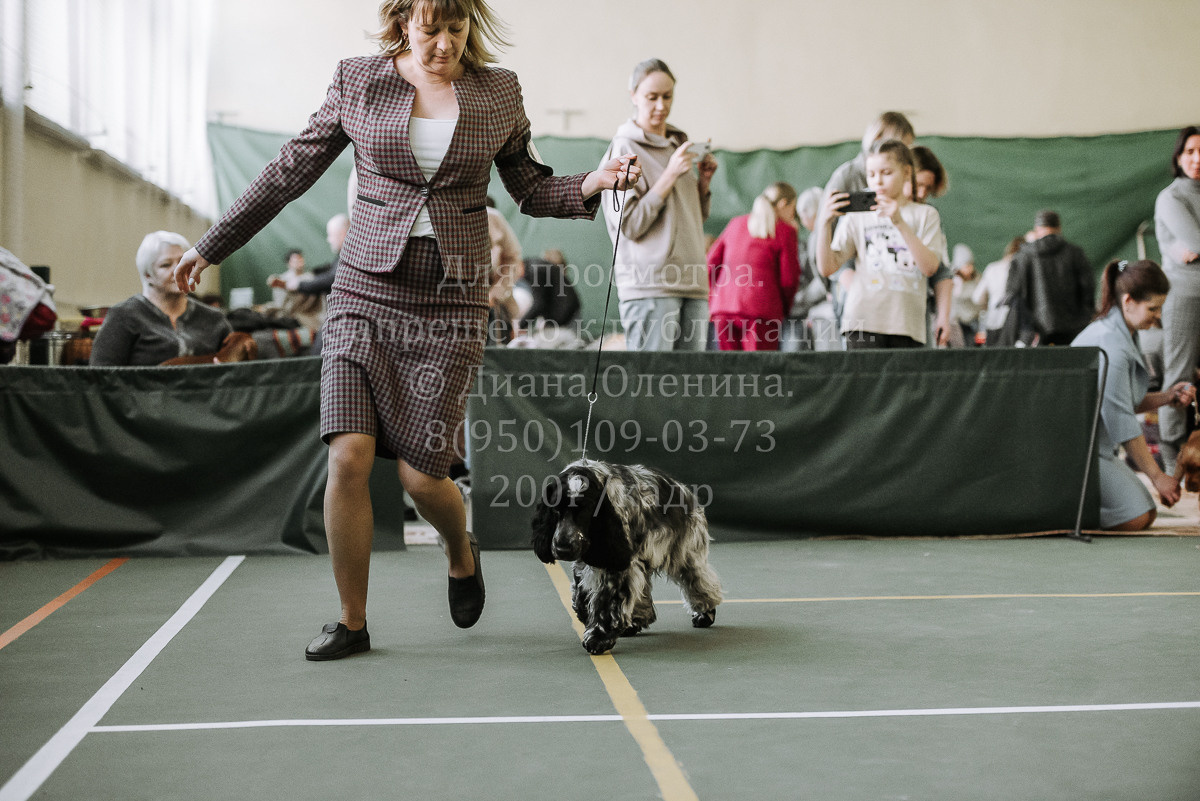 26.03.2022 Выставка собак г. Братск Континенталь. Фотограф Диана Оленина Красноярск / Братск
