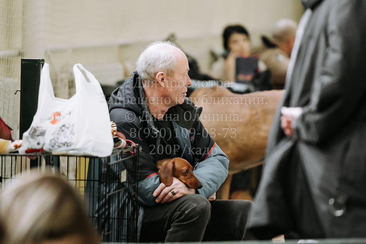 26.03.2022 Выставка собак г. Братск Континенталь. Фотограф Диана Оленина Красноярск / Братск