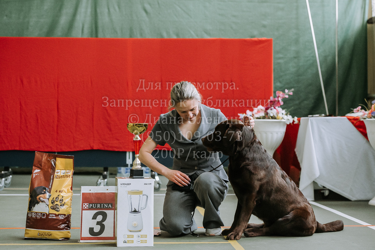 26.03.2022 Выставка собак г. Братск Континенталь. Фотограф Диана Оленина Красноярск / Братск