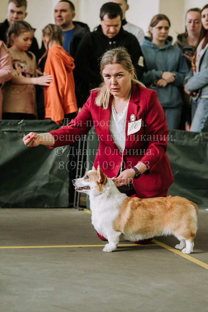 26.03.2022 Выставка собак г. Братск Континенталь. Фотограф Диана Оленина Красноярск / Братск