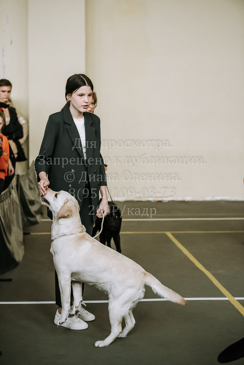 26.03.2022 Выставка собак г. Братск Континенталь. Фотограф Диана Оленина Красноярск / Братск