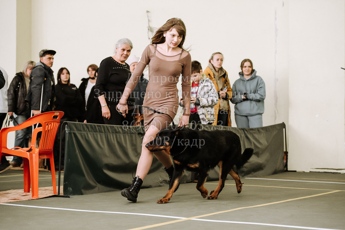 26.03.2022 Выставка собак г. Братск Континенталь. Фотограф Диана Оленина Красноярск / Братск