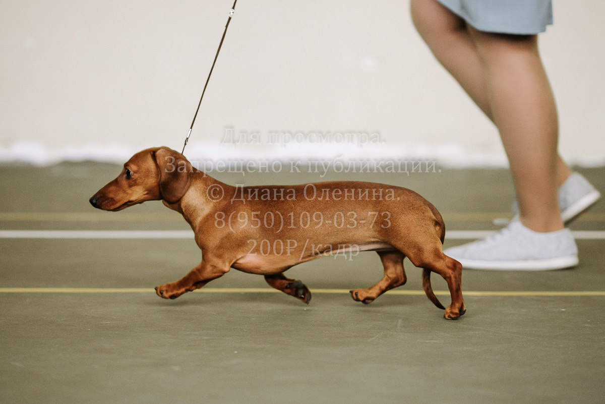 26.03.2022 Выставка собак г. Братск Континенталь. Фотограф Диана Оленина Красноярск / Братск