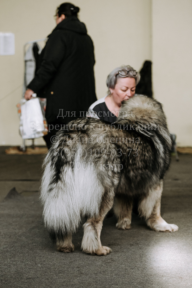 26.03.2022 Выставка собак г. Братск Континенталь. Фотограф Диана Оленина Красноярск / Братск