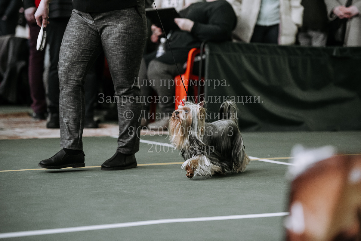 26.03.2022 Выставка собак г. Братск Континенталь. Фотограф Диана Оленина Красноярск / Братск