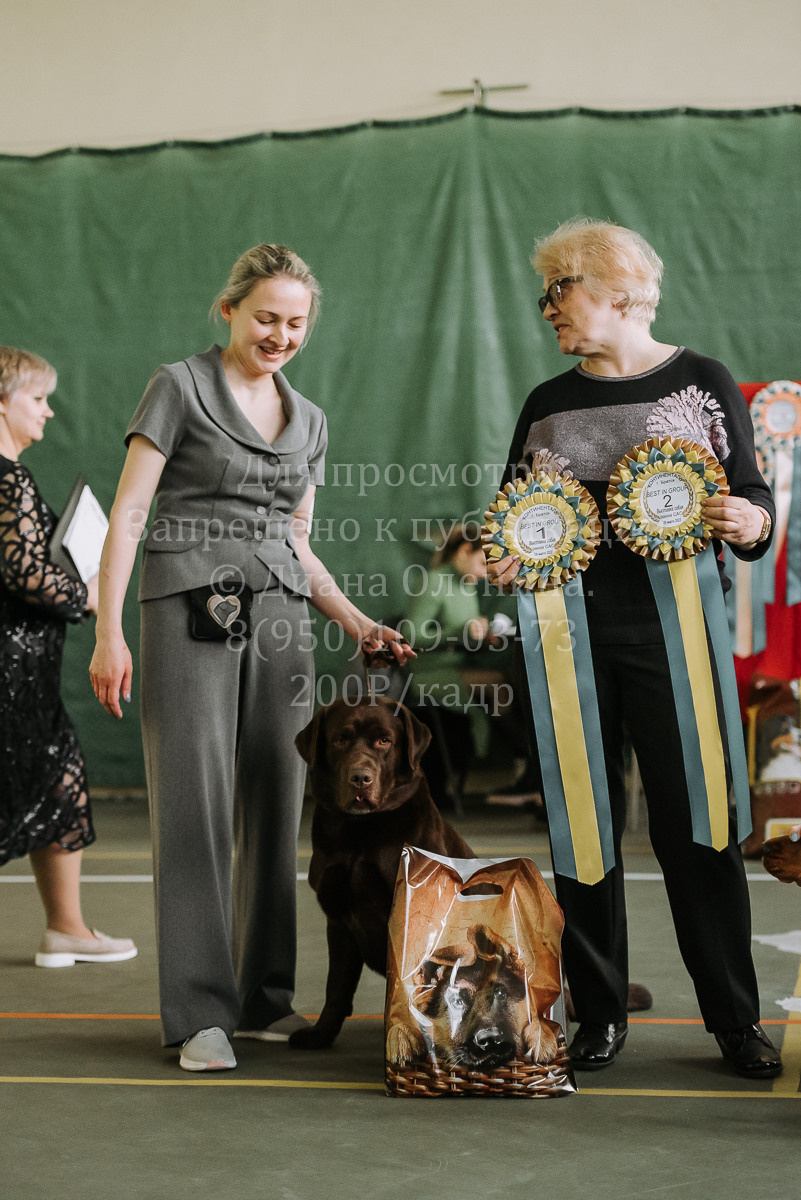 26.03.2022 Выставка собак г. Братск Континенталь. Фотограф Диана Оленина Красноярск / Братск