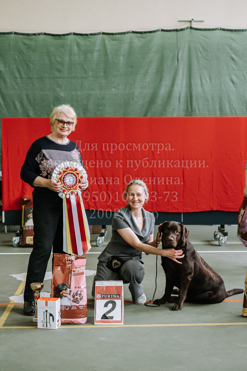 26.03.2022 Выставка собак г. Братск Континенталь. Фотограф Диана Оленина Красноярск / Братск