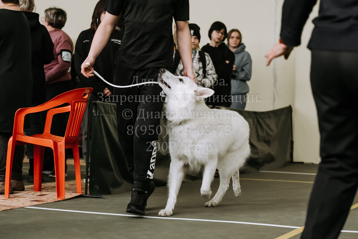 26.03.2022 Выставка собак г. Братск Континенталь. Фотограф Диана Оленина Красноярск / Братск