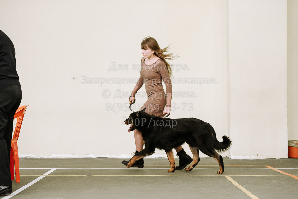 26.03.2022 Выставка собак г. Братск Континенталь. Фотограф Диана Оленина Красноярск / Братск