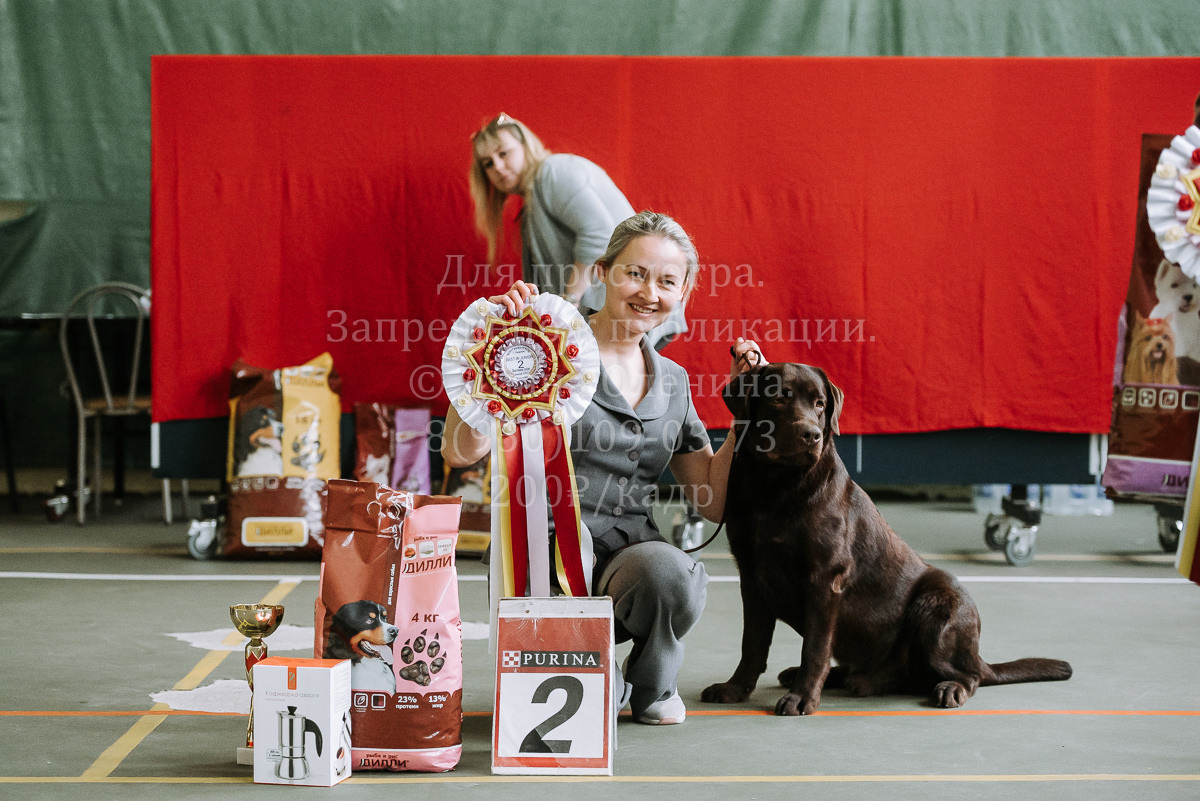 26.03.2022 Выставка собак г. Братск Континенталь. Фотограф Диана Оленина Красноярск / Братск