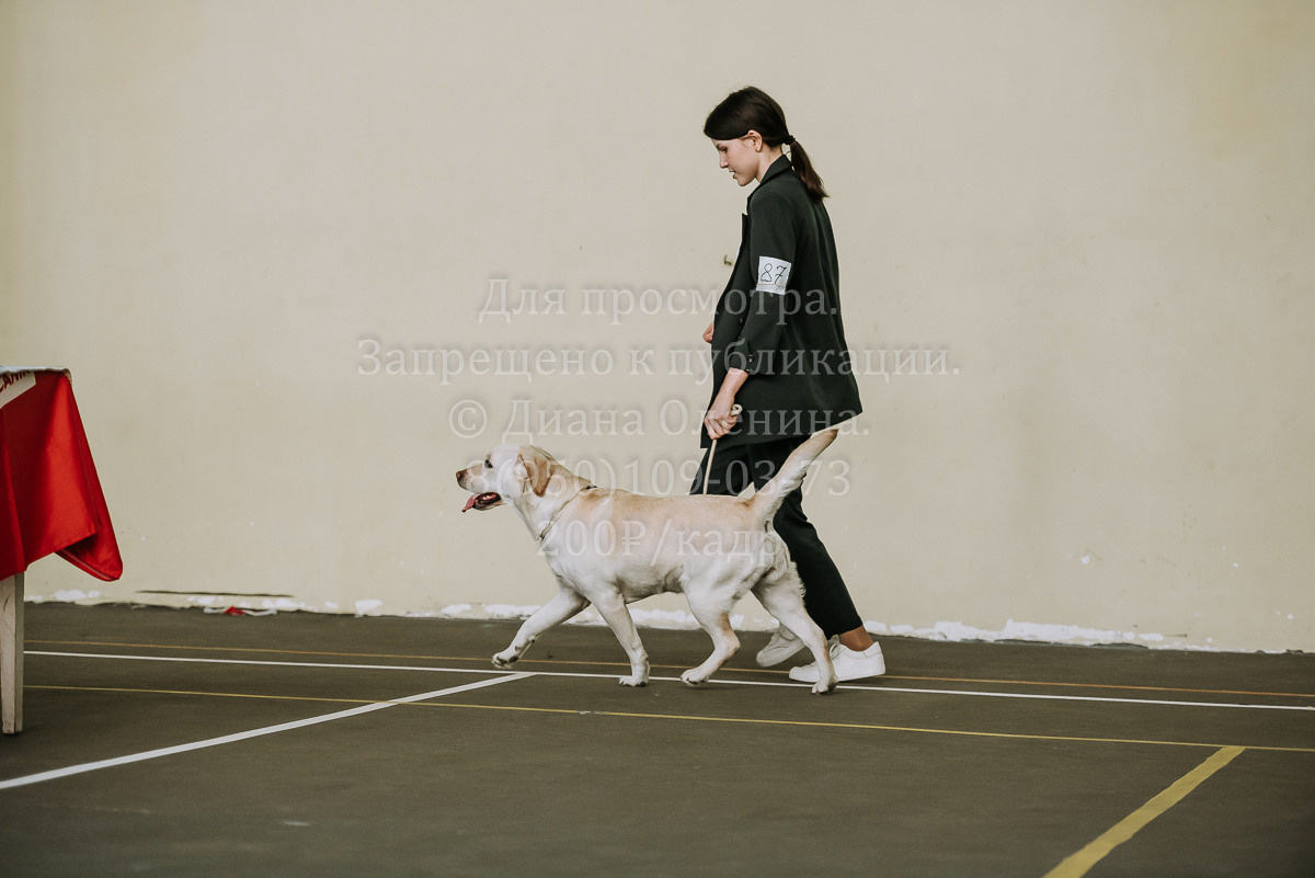 26.03.2022 Выставка собак г. Братск Континенталь. Фотограф Диана Оленина Красноярск / Братск