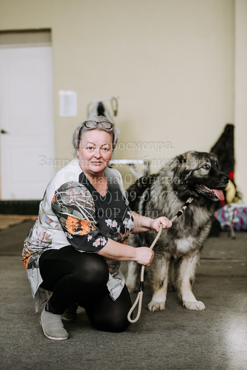 26.03.2022 Выставка собак г. Братск Континенталь. Фотограф Диана Оленина Красноярск / Братск