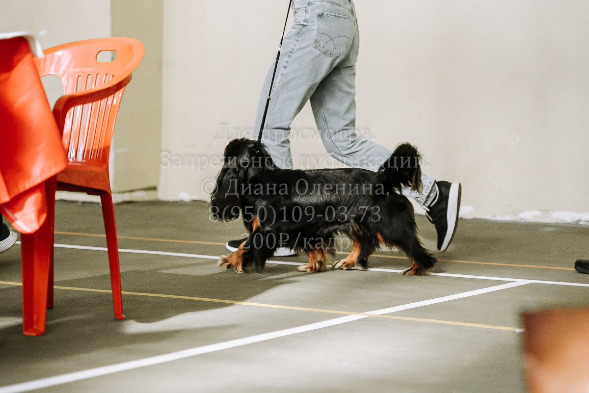 26.03.2022 Выставка собак г. Братск Континенталь. Фотограф Диана Оленина Красноярск / Братск