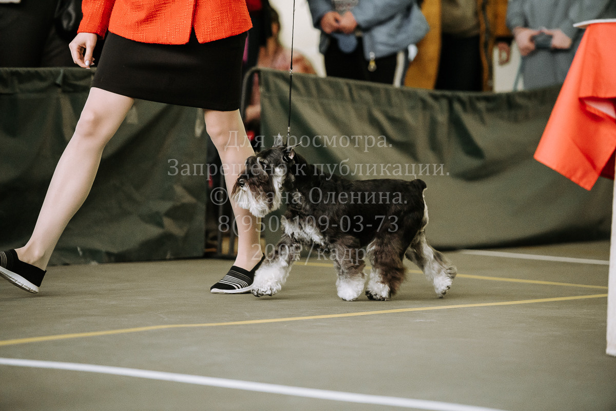 26.03.2022 Выставка собак г. Братск Континенталь. Фотограф Диана Оленина Красноярск / Братск