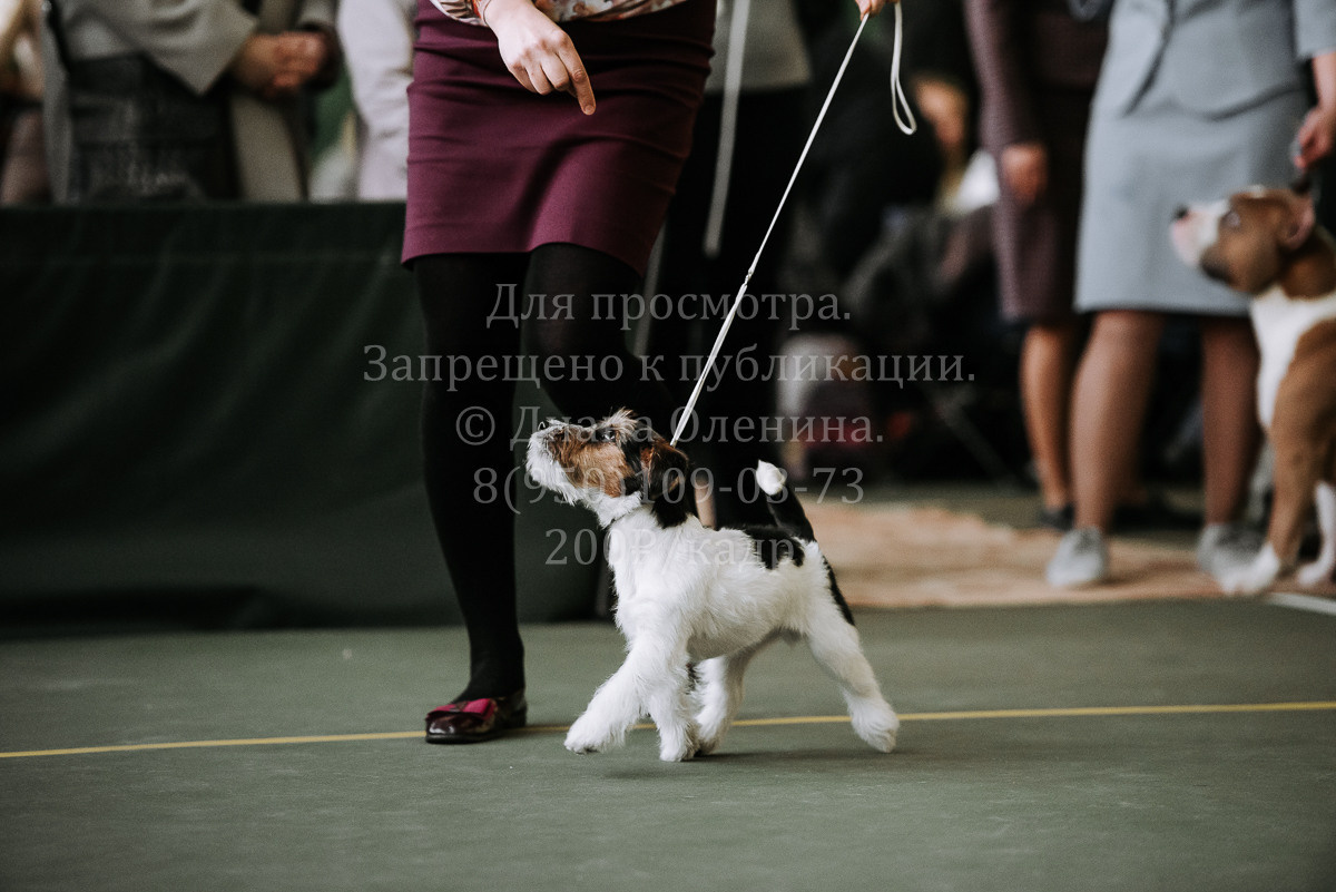 26.03.2022 Выставка собак г. Братск Континенталь. Фотограф Диана Оленина Красноярск / Братск