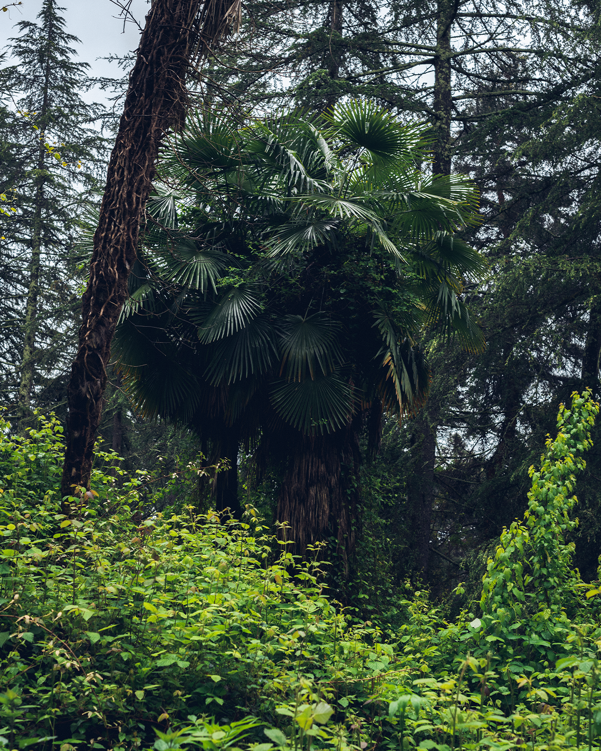 Абхазия в объективе: путешествие рекламного фотографа из Гуанчжоу. Коммерческий и предметный фотограф в Гуанчжоу Коваленко Александр