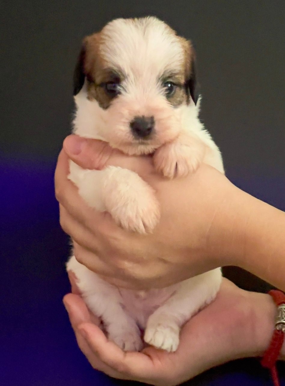 Кобель 1. Lovely-Orange питомник джек рассел терьеров