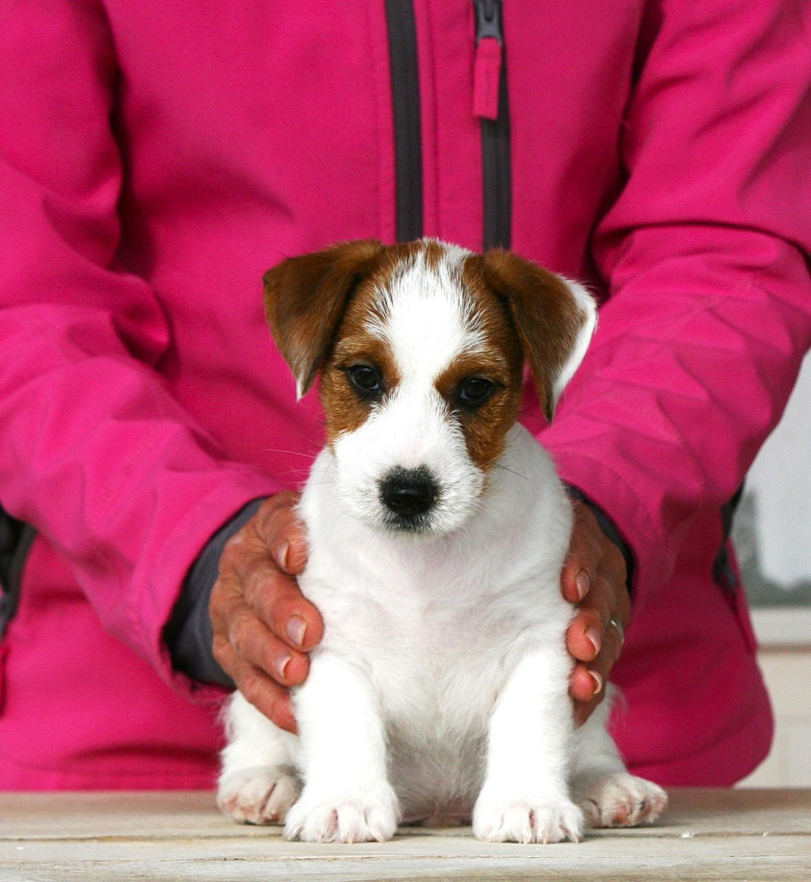 Male 2 brocken. Lovely-Orange питомник джек рассел терьеров
