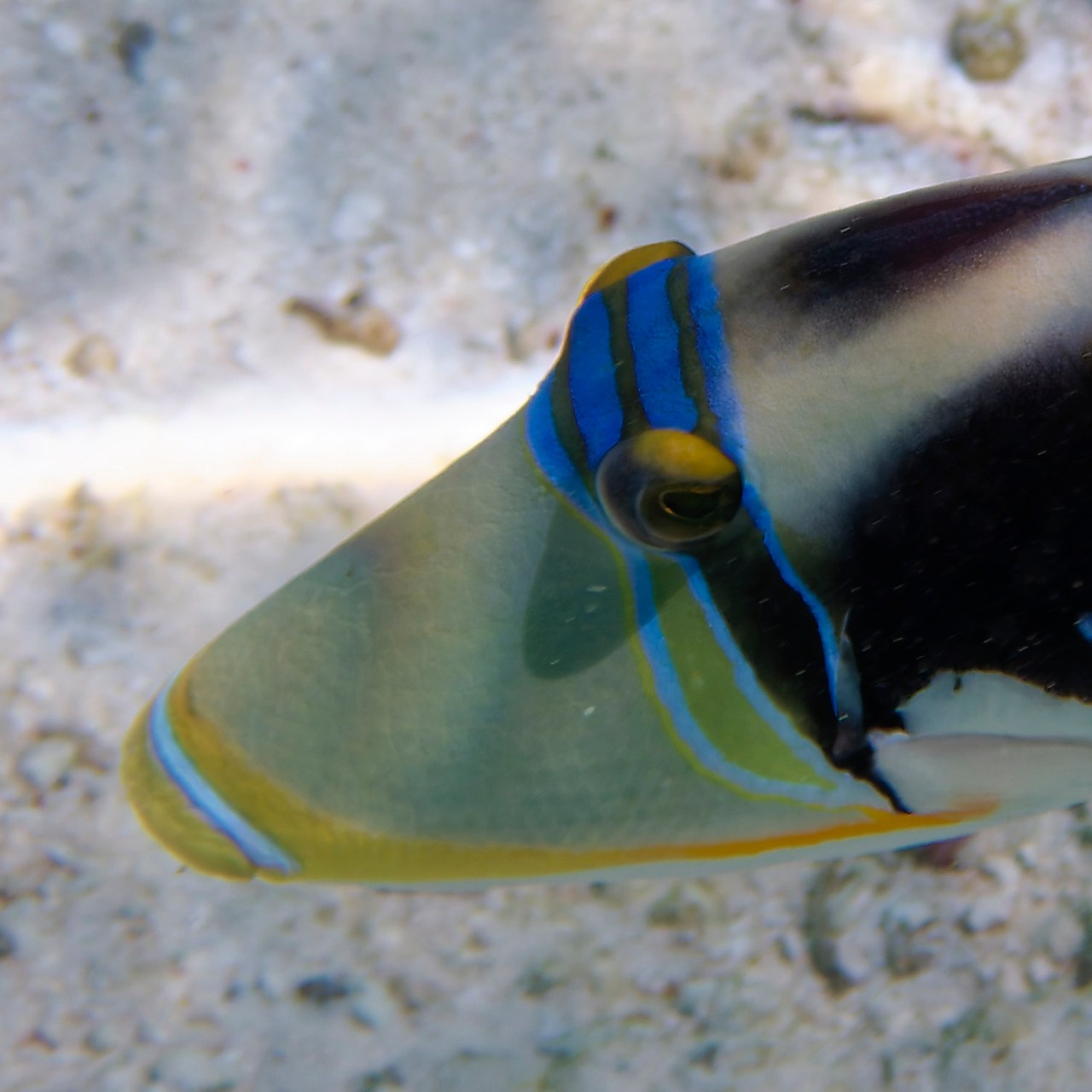 Мне посмотреть. Рыбов показываю