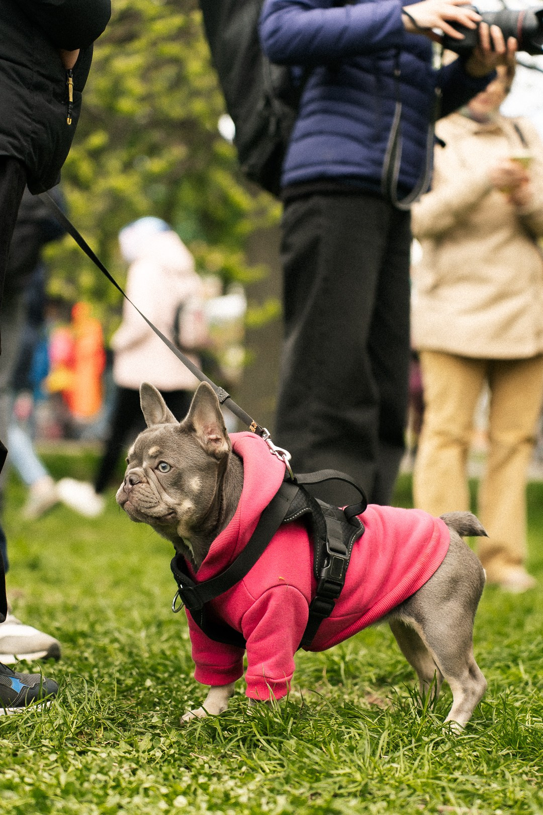 Парад Бульдогов. Axenov_eugene