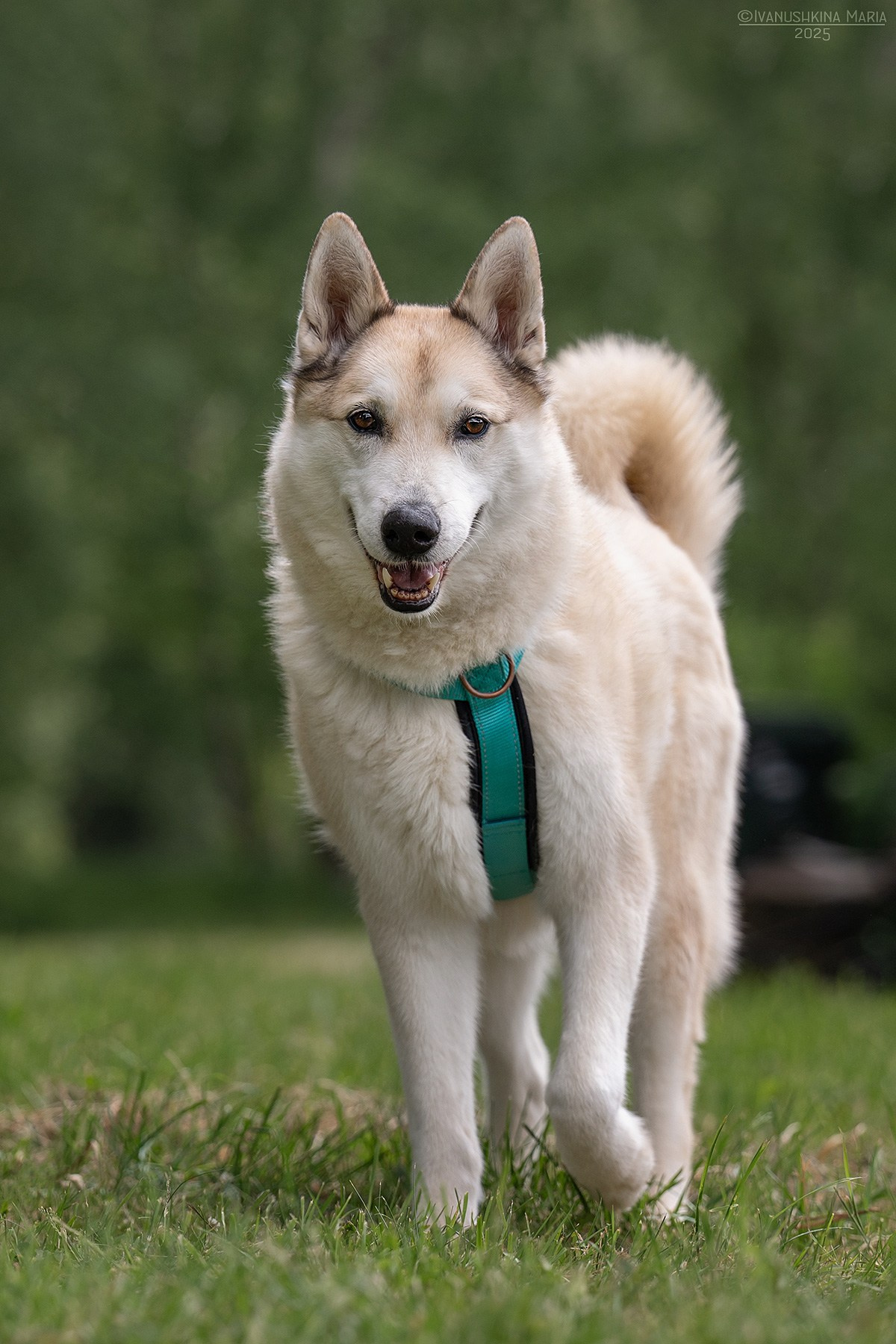 Пиарные фотосессии собак на пристройство. Фотограф собак в Москве и Московской области Иванушкина Мария