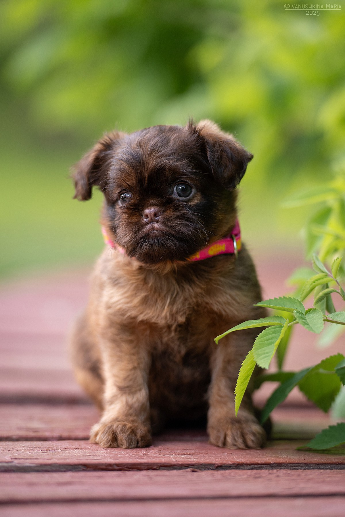 Фотосессия щенков на продажу. Фотограф собак в Москве и Московской области Иванушкина Мария
