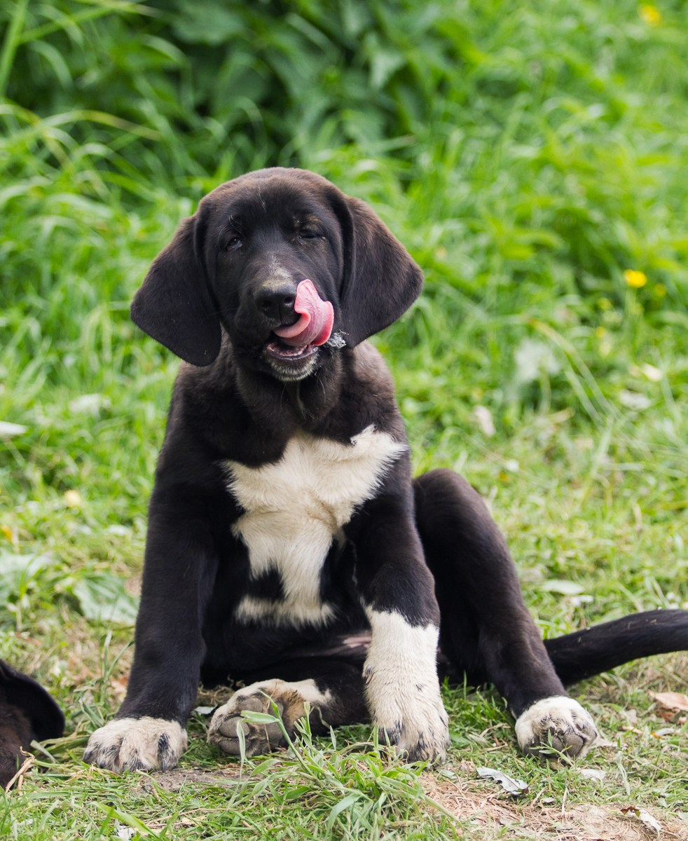 Щенки. Семейный и детский фотограф в Москве Мария Быкова