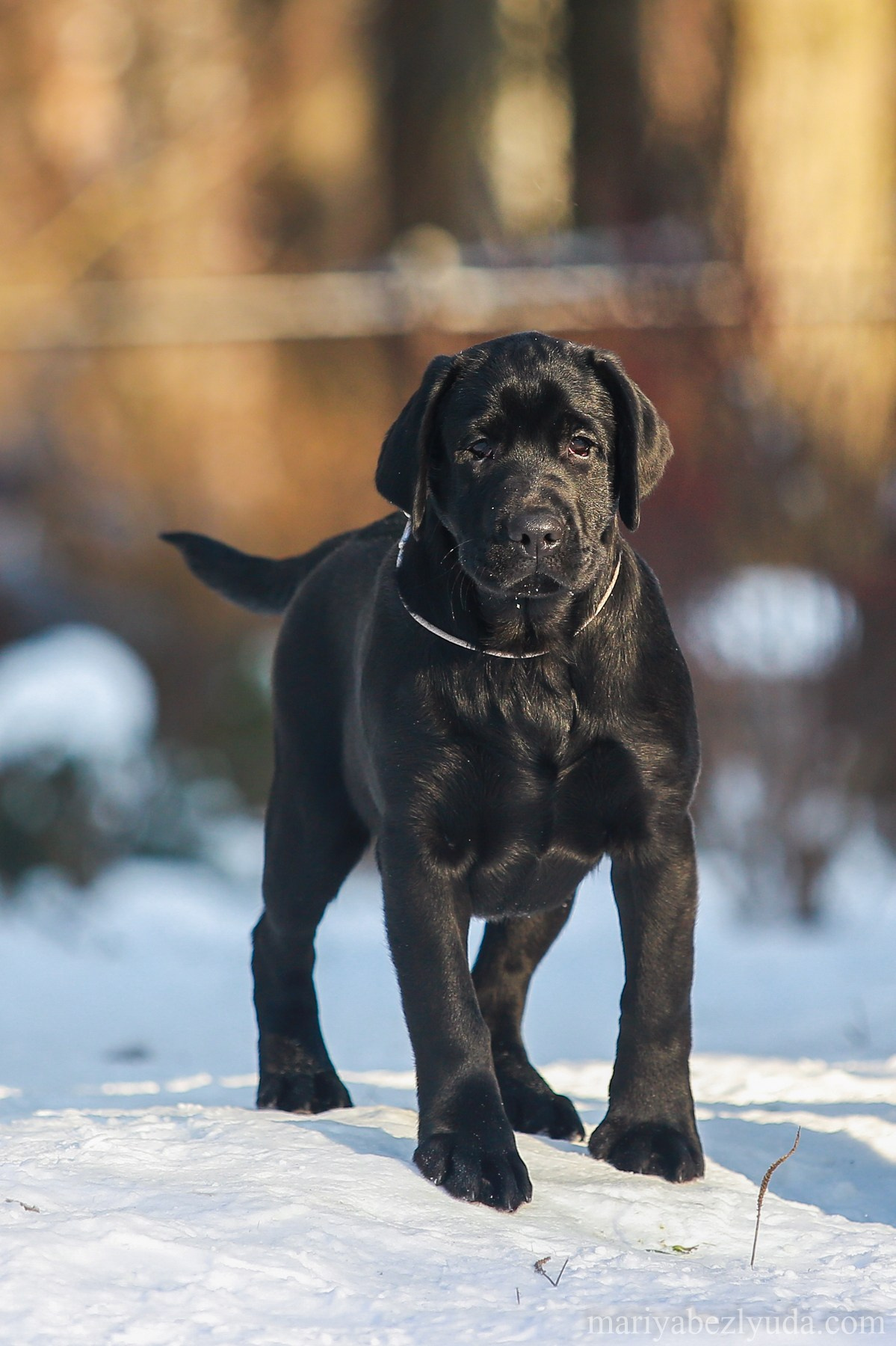 Щенки. Семейный и детский фотограф в Москве Мария Быкова