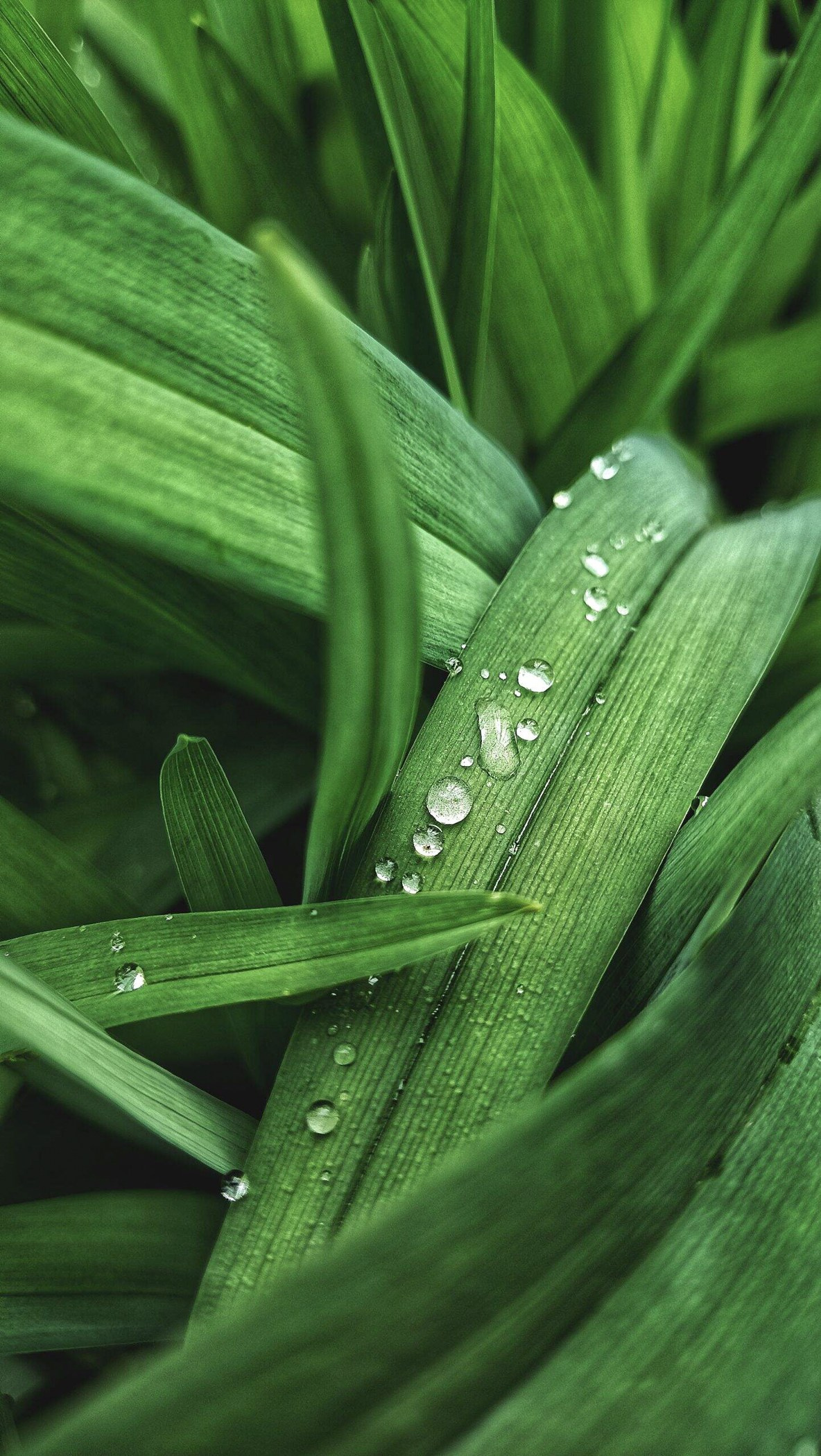 Капли, листья, мобильное фото, макро, фото на телефон