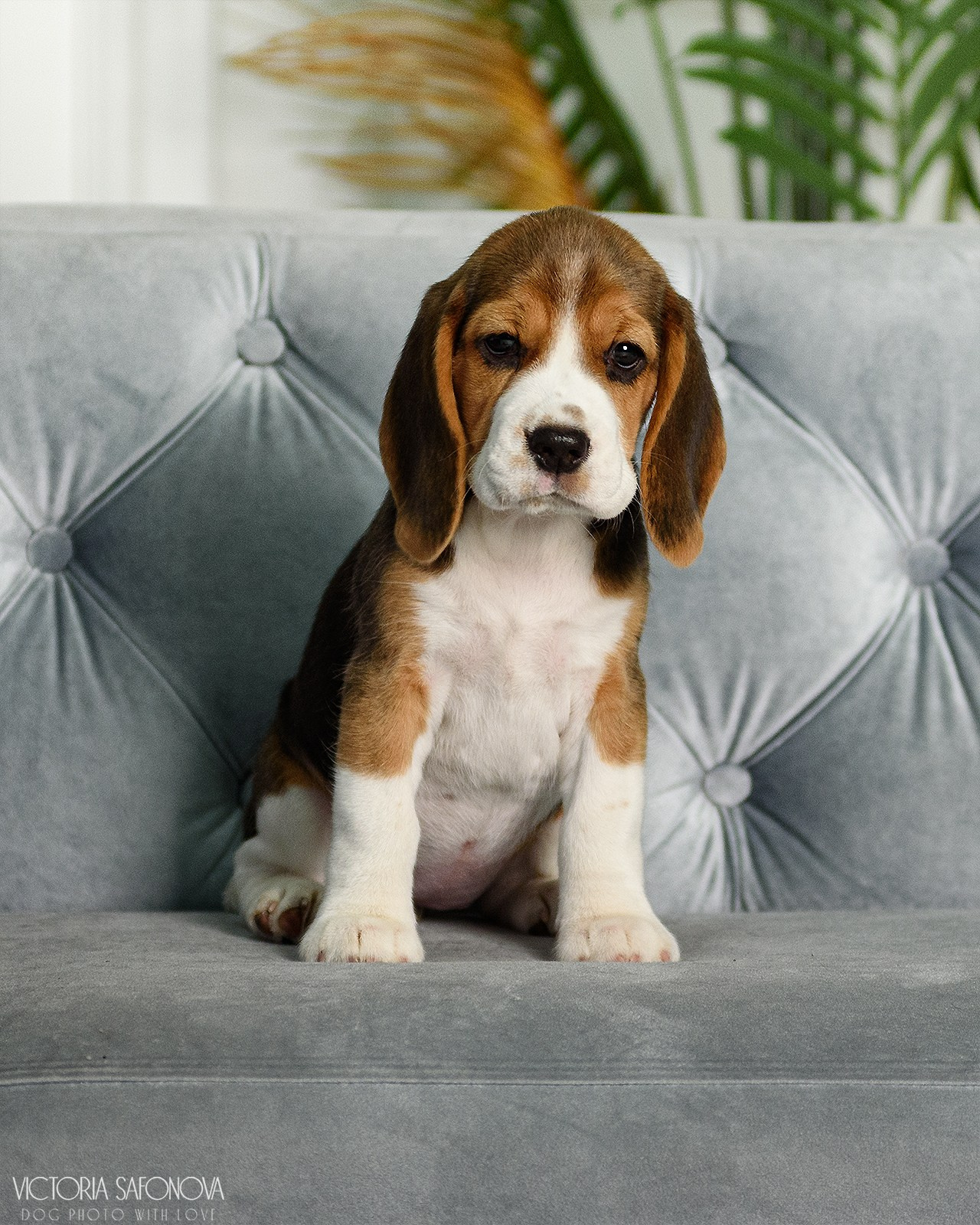 Бигли 20.05.2023. Фотограф анималист Благовещенск. Сафонова Виктория