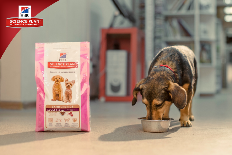 Фотосъёмка для компании Hill`s (2017, перенос со старого сайта). Фотограф собак, фотограф-анималист Аня Титова (Titanya). Москва