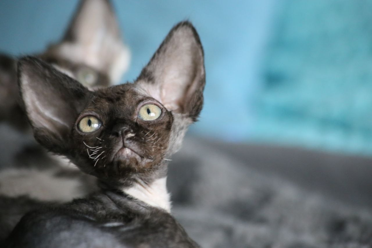 DRX n 09 кошечка Nevskiy Favorite Marbella готова к резерву 🧿 д/р 03.02.26. Nevskiy Favorite — питомник девон-рексов в Санкт-Петербурге. Здоровые, ласковые и редкие котята