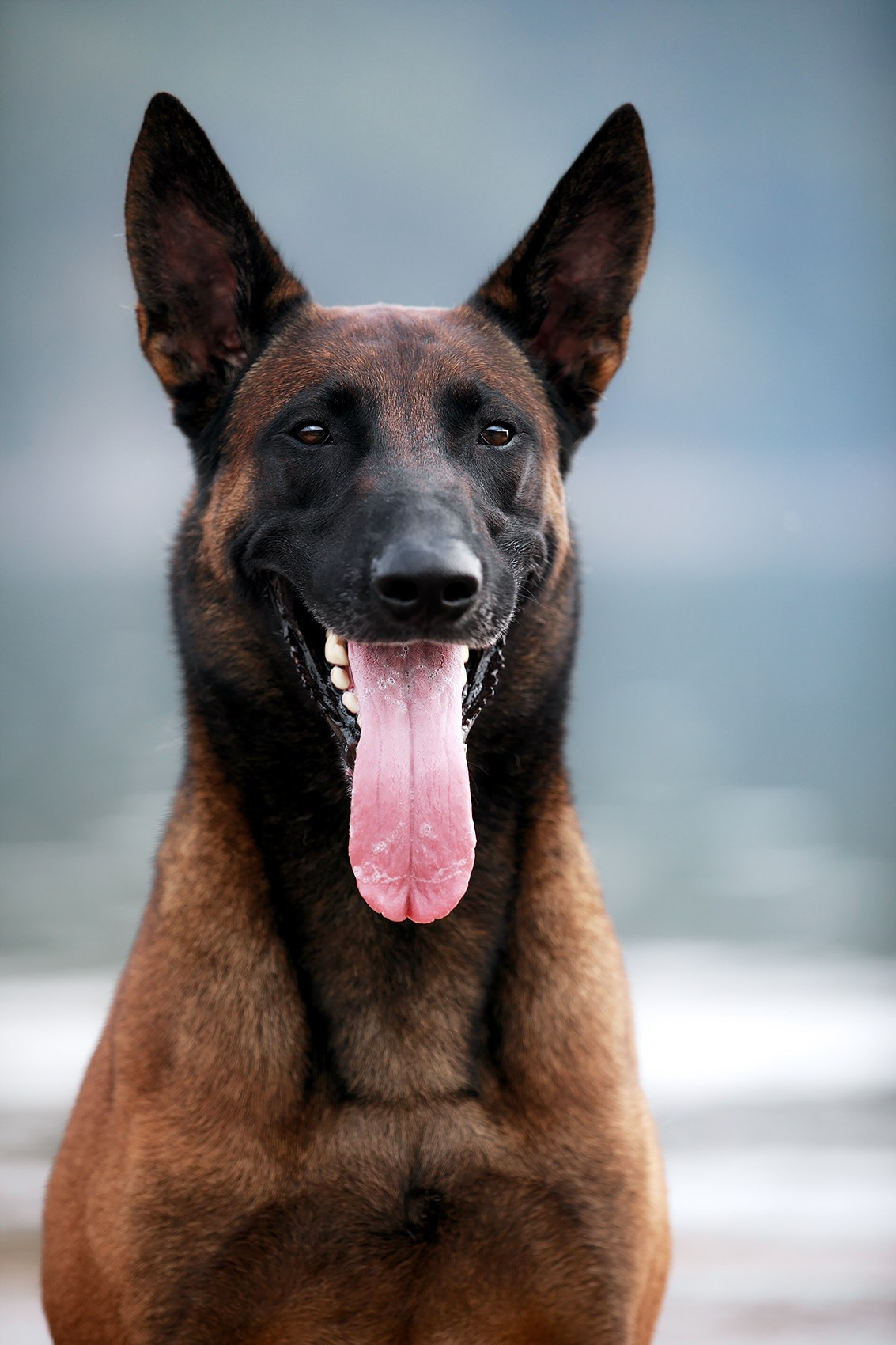 Малинуа в лицах. Фотограф-анималист Mary Mart — Москва, Питер