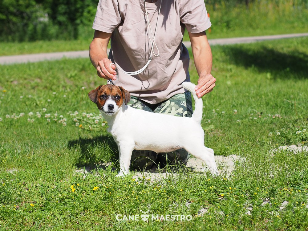 Щенок Джек-рассел-терьер. КМ ФЕЛИЧИТА. Гладкий тип шерсти. Девочка №2. КАНЕ МАЭСТРО — питомник Джек рассел терьеров