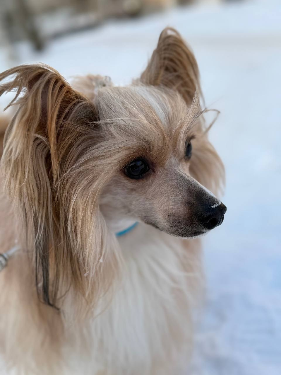 Poale Ell Veles. Poale Ell Chinese Crested Dog Kennel: Buy a puppy from the kennel