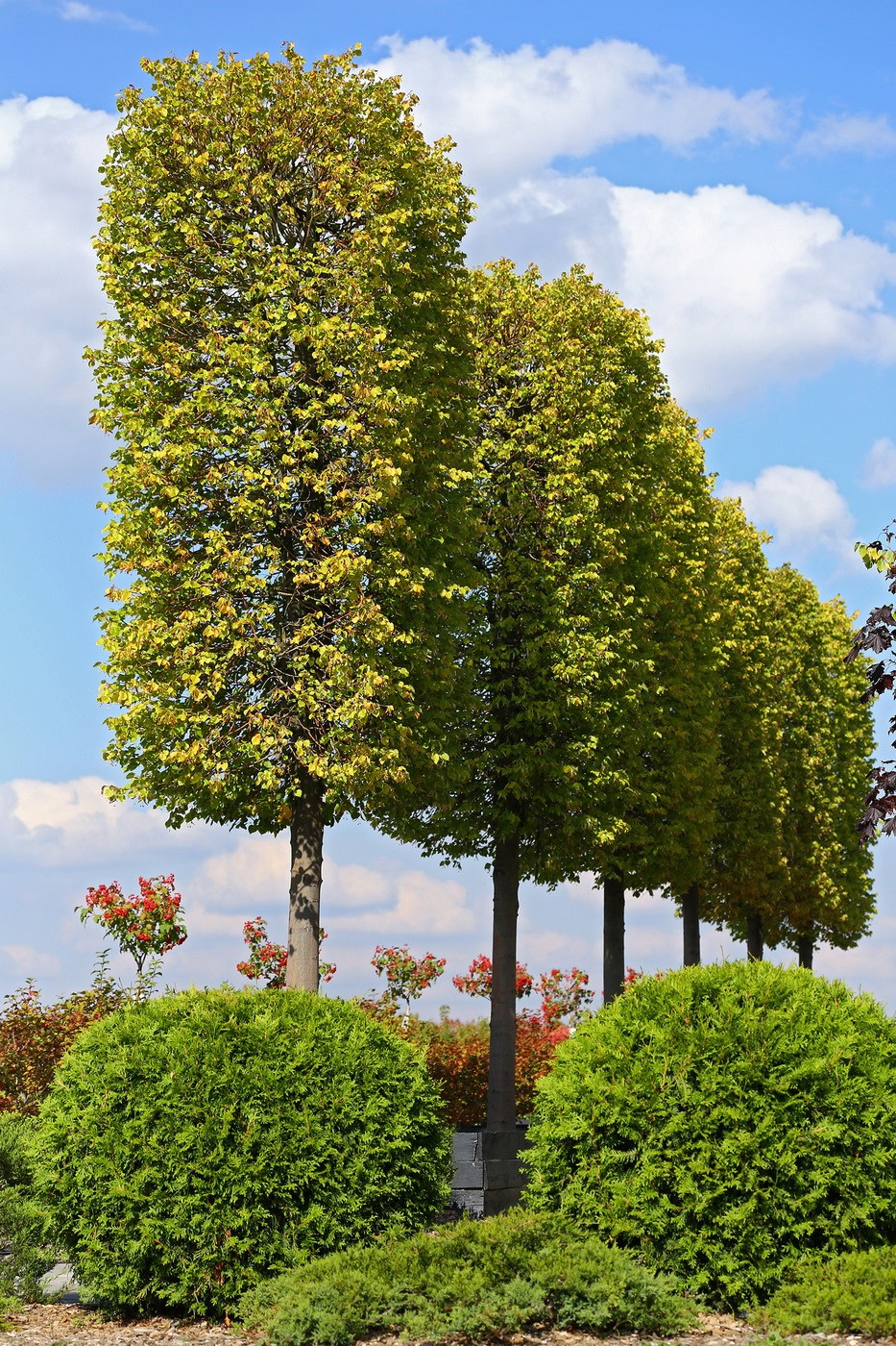 Питомники, садовые центры. Ландшафтный фотограф Андрей Лысиков, Москва
