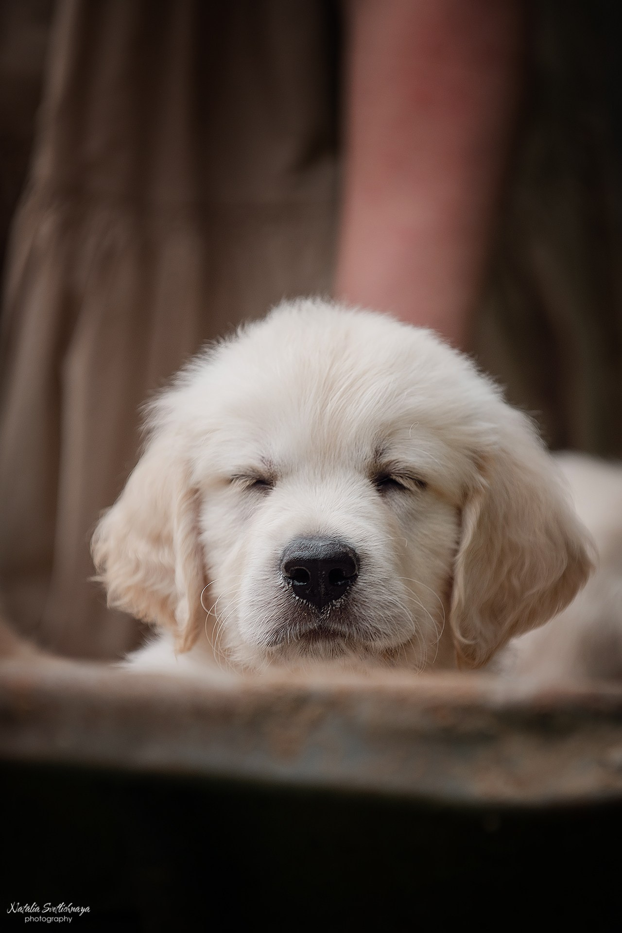 Голден ретривер (щенки). Фотограф-анималист Наталья Светличная