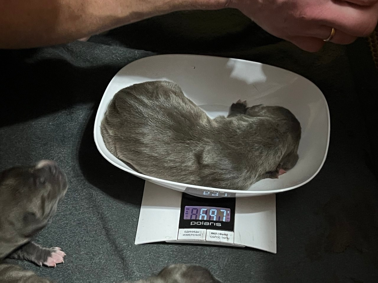 Детские. Американские булли XL в г. Калининград. Питомник Great Bully UNIVERSE