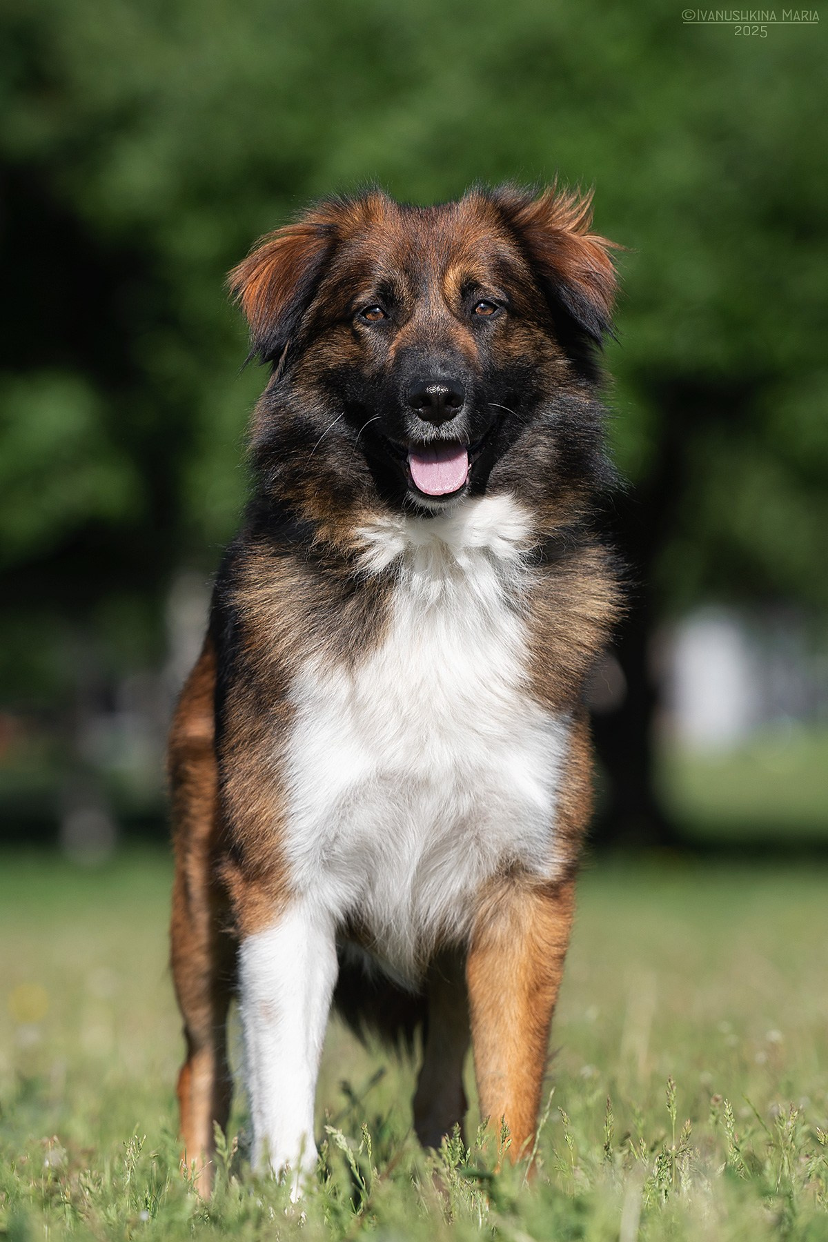 Пиарные фотосессии собак на пристройство. Фотограф собак в Москве и Московской области Иванушкина Мария