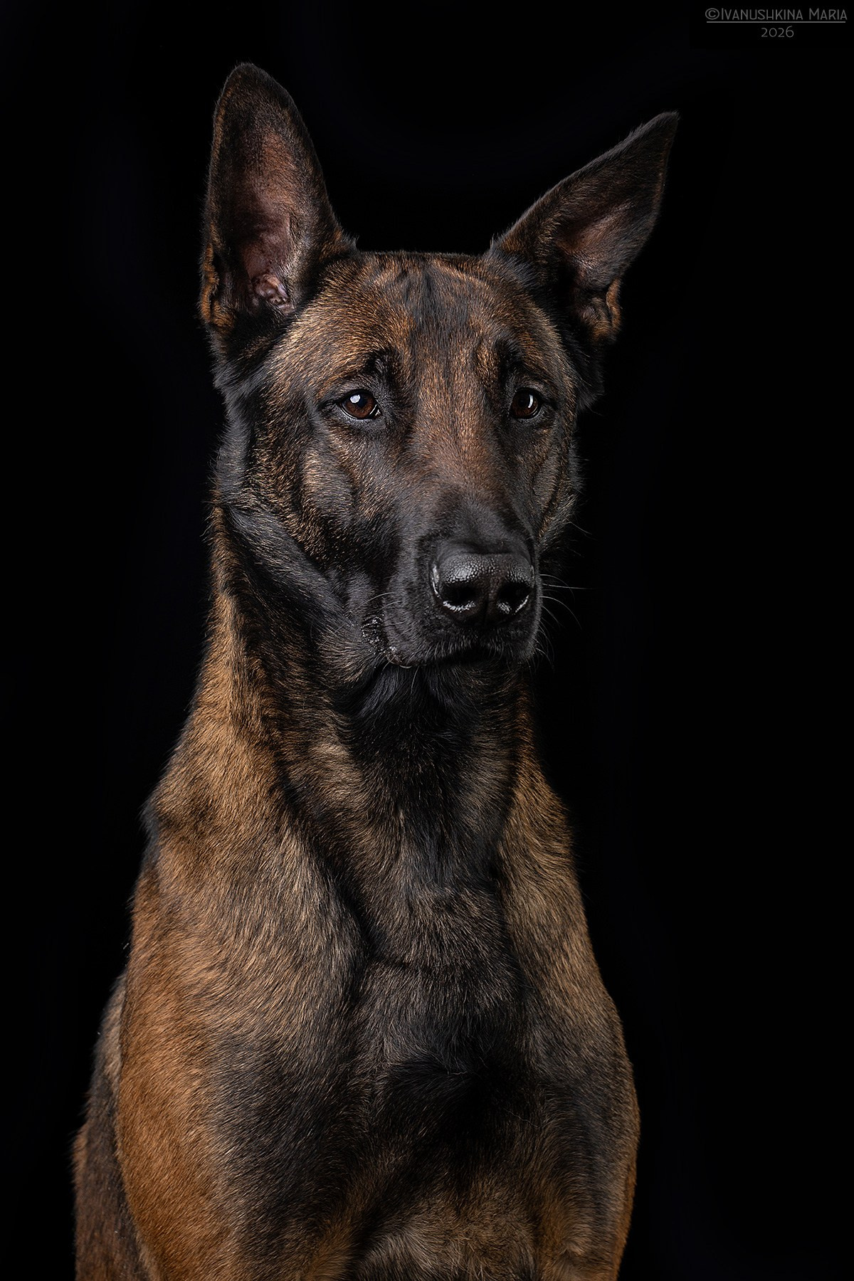 Фотосессия собаки в студии. Фотограф собак в Москве и Московской области Иванушкина Мария