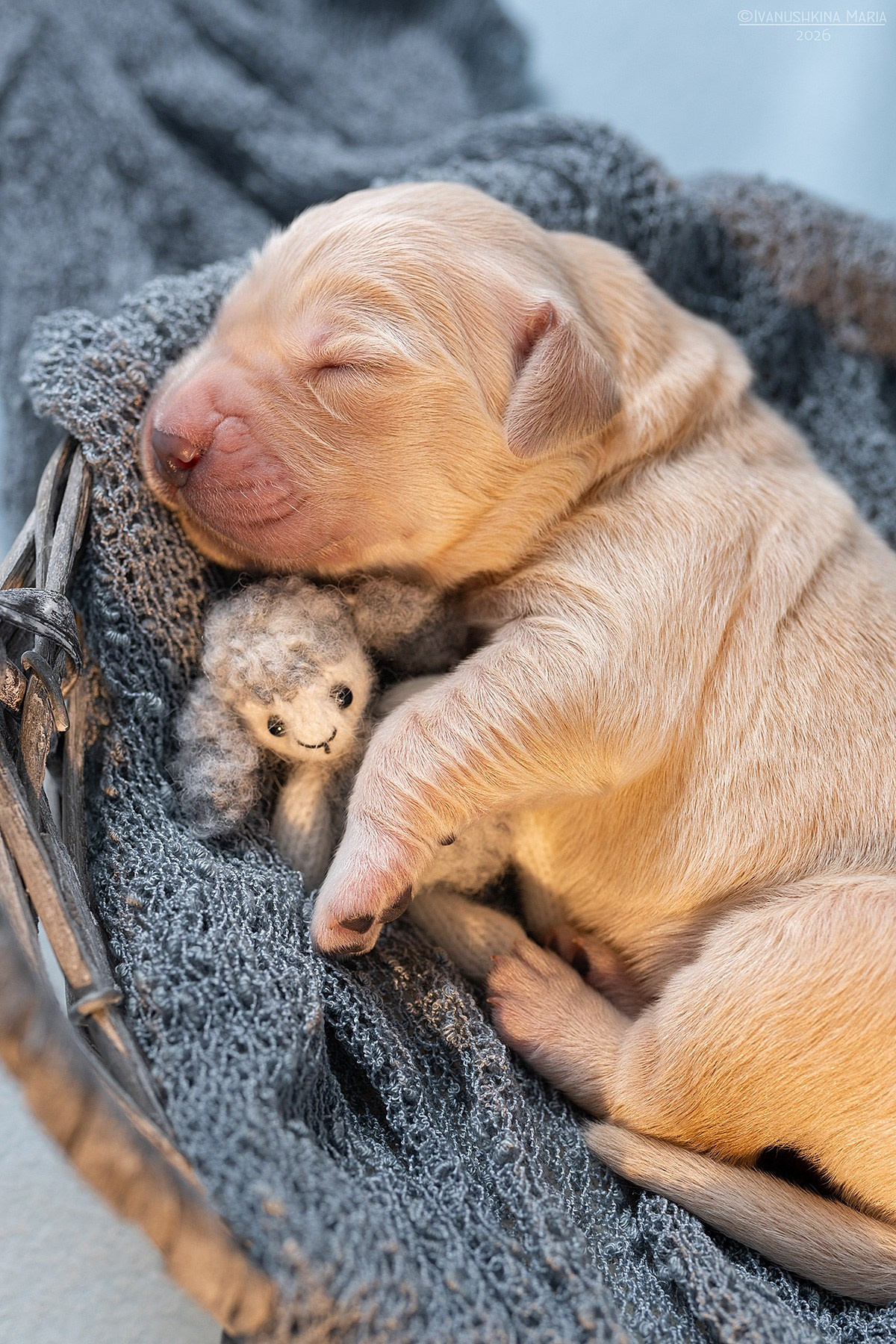 Ньюборн фотосессия щенков. Фотограф собак в Москве и Московской области Иванушкина Мария