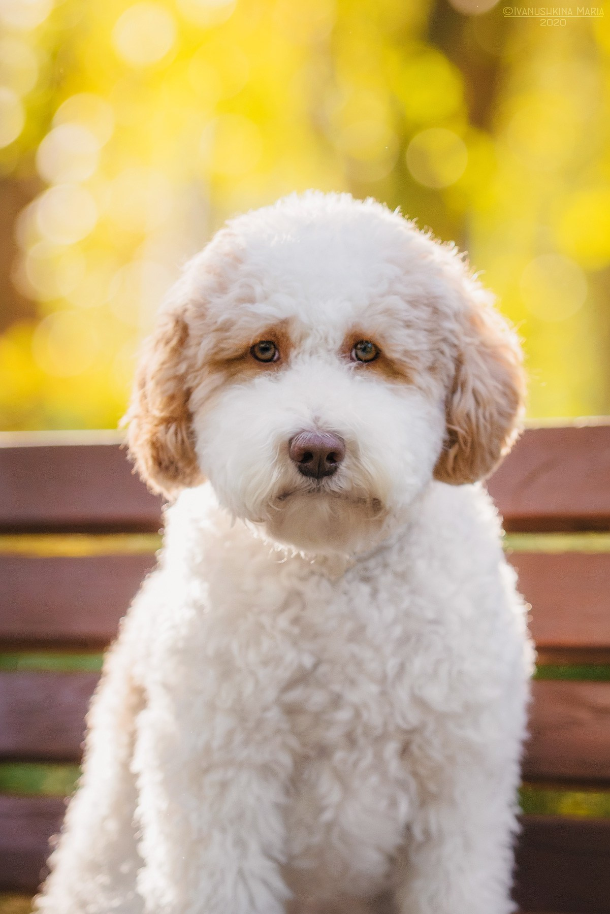 лабрадудль