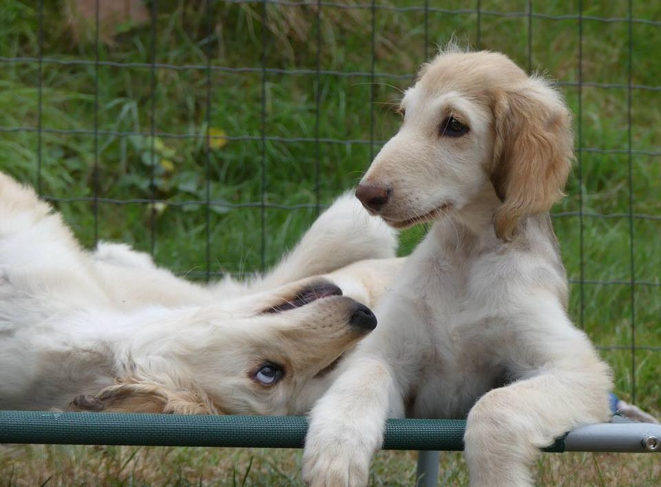 LYCORIS DREAMS BLUE DIAMOND «Evian». Профессиональный питомник левреток РКФ/FCI ASTI SAPPHIRE 💎 Сочи|Санкт-Петербург